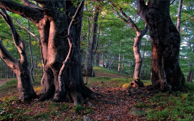Warum ist Wasser in Holz, Briketts und Pellets enthalten?